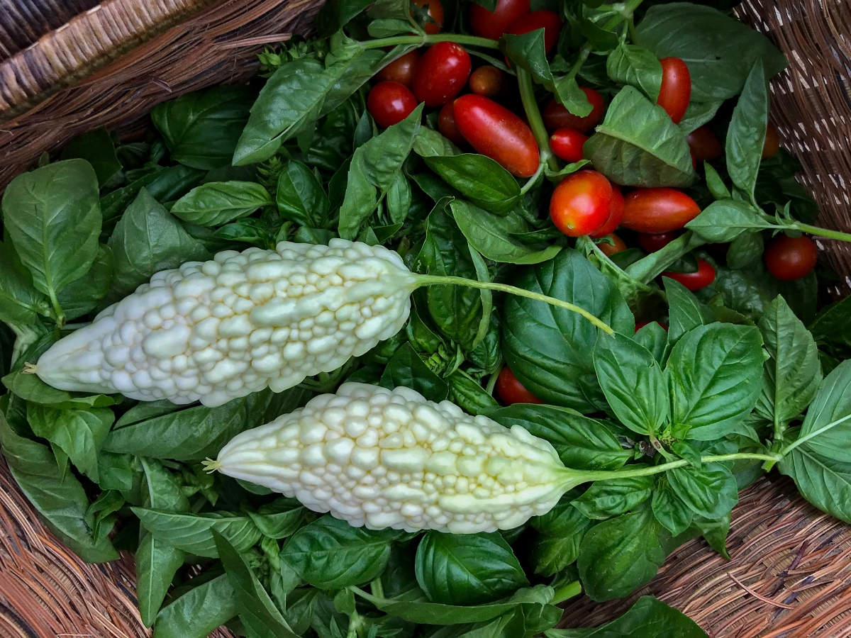 A basket of freshly harvested organically grown bitter gourds, basil leaves, and tomatoes
